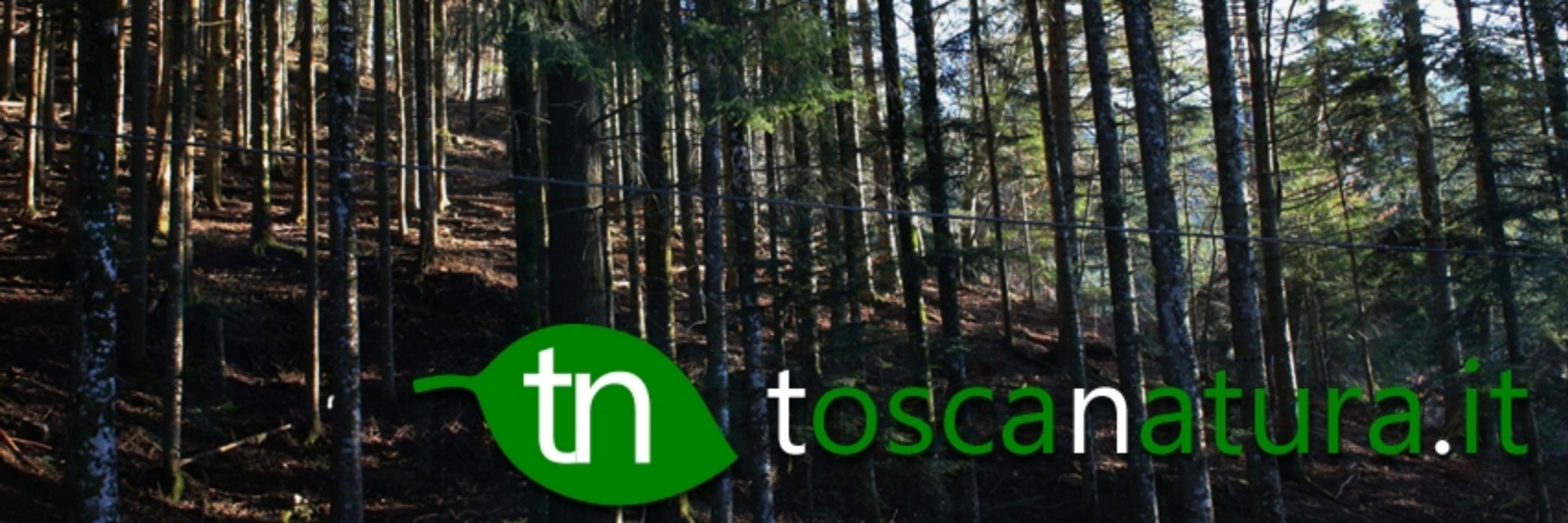 toscanatura