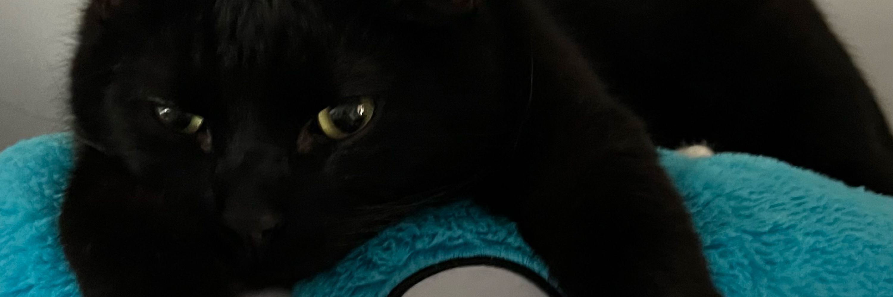 Pingu