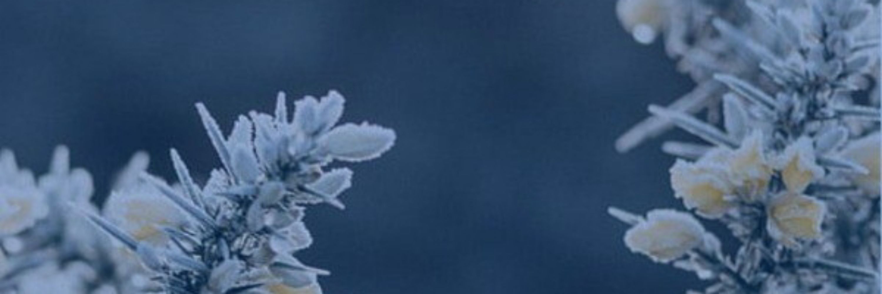 snowy #booksky