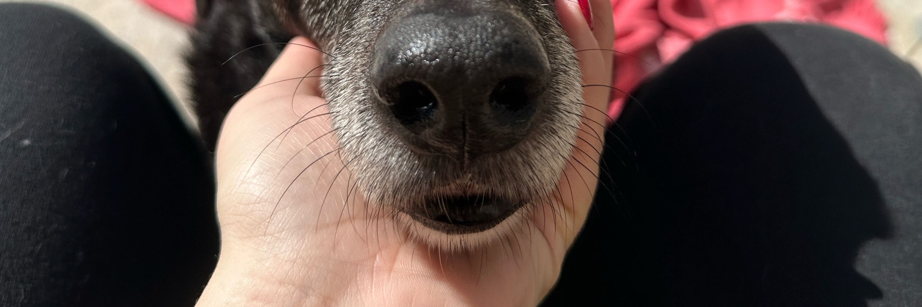 rafa