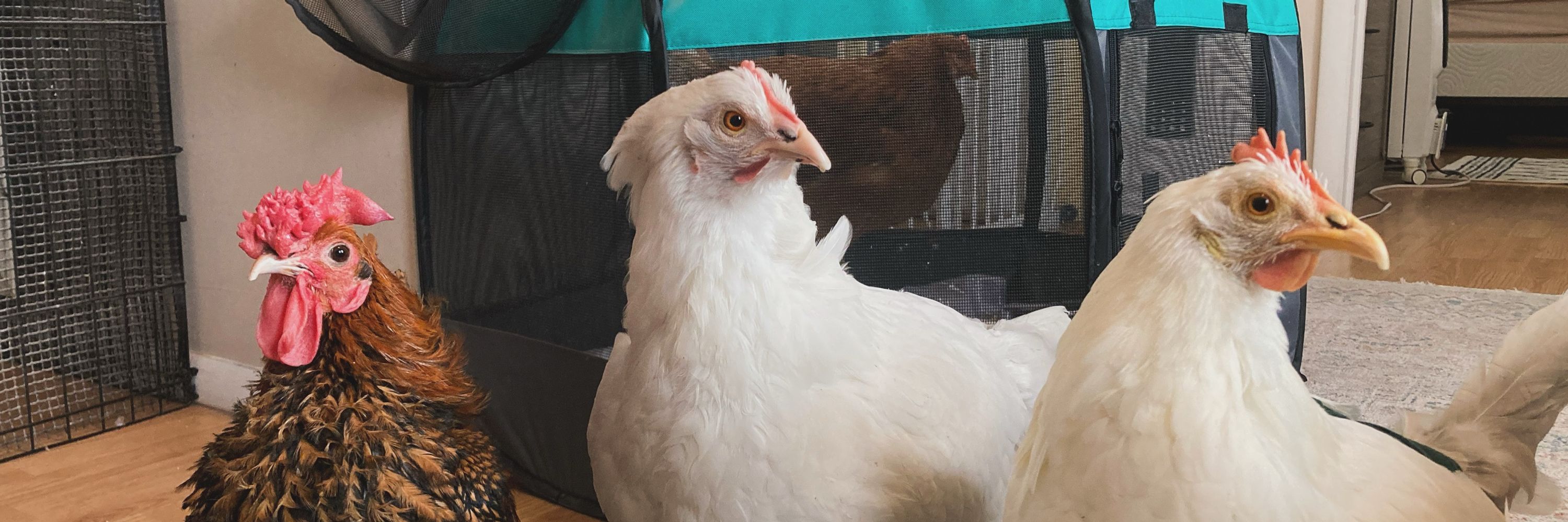 Serenity Meadows Microsanctuary 🐔💕