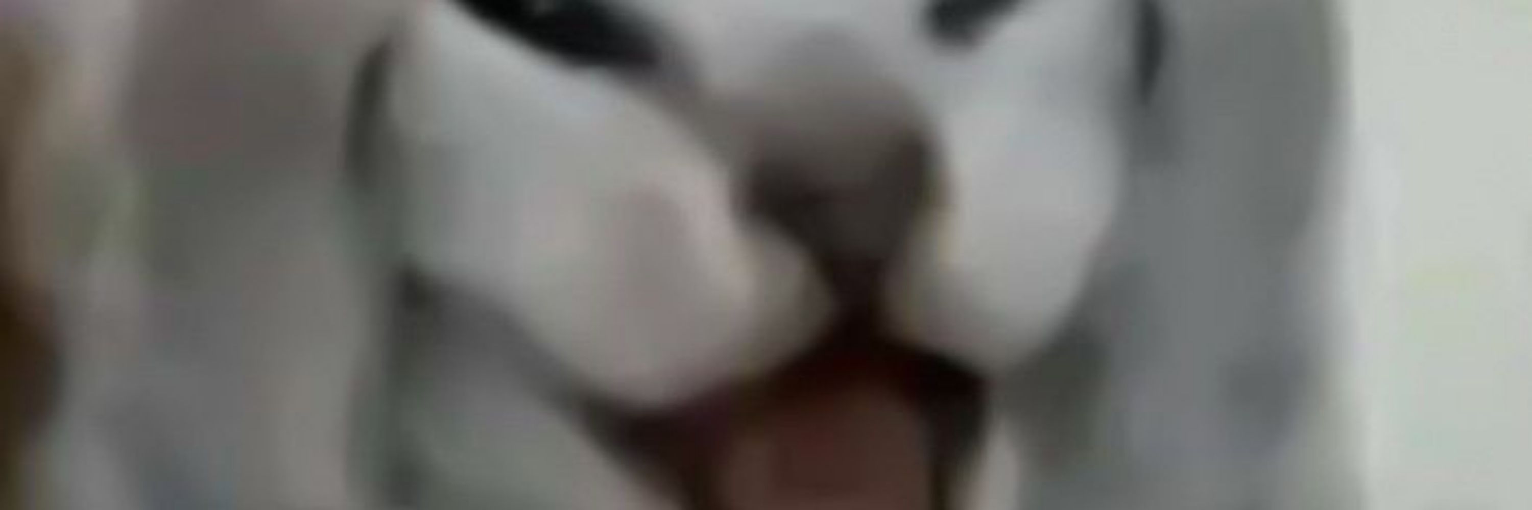  ☯️