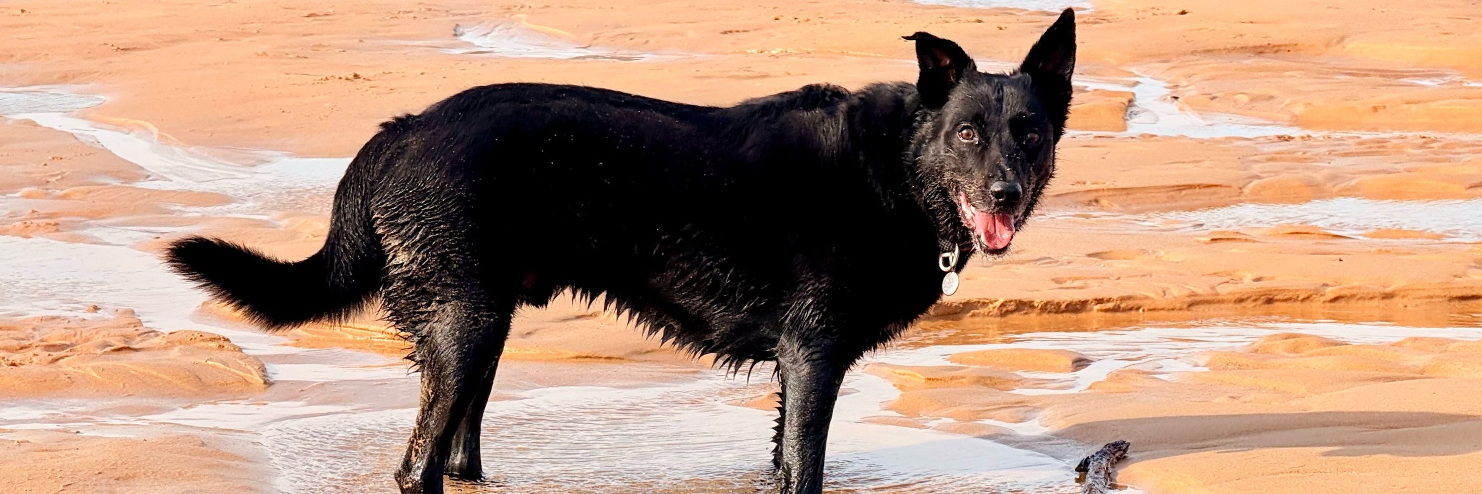 Nero Dog