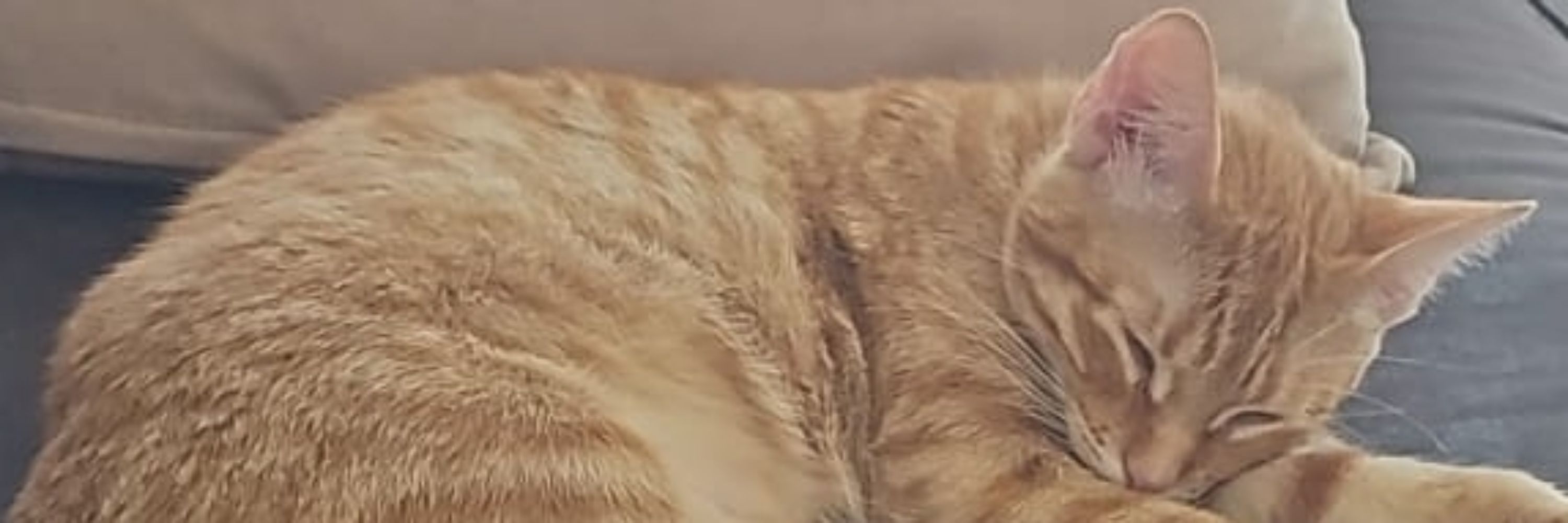 Regina The Cat