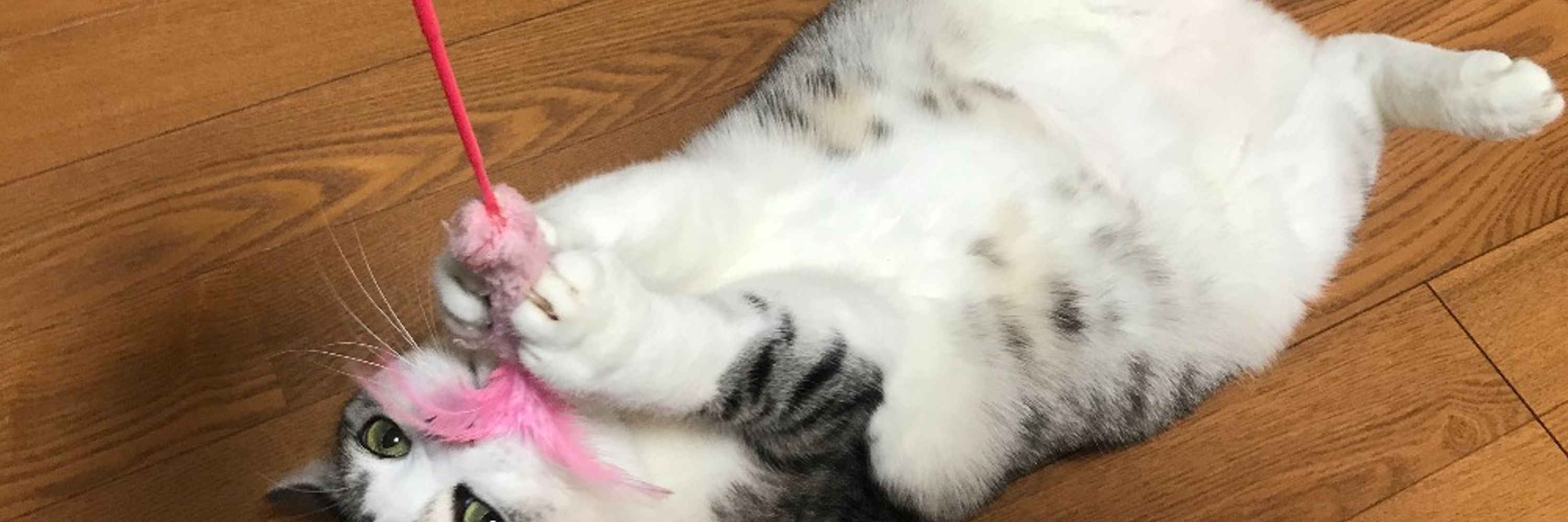 もめんちゃん