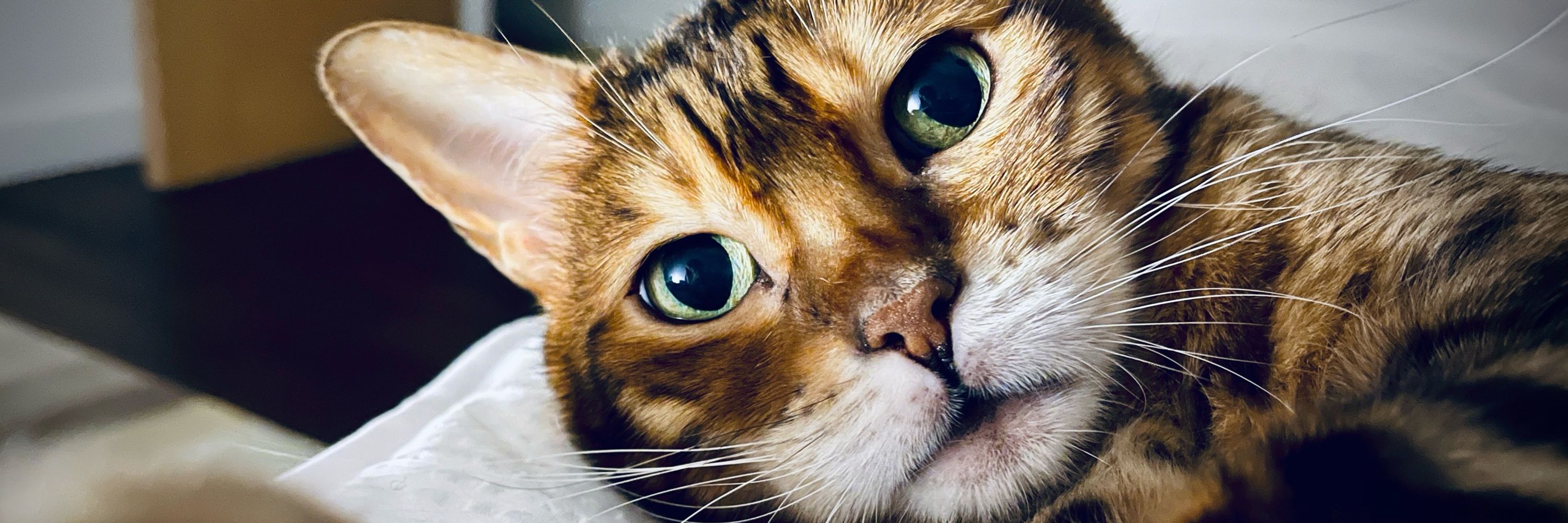 Percy Bengal Cat