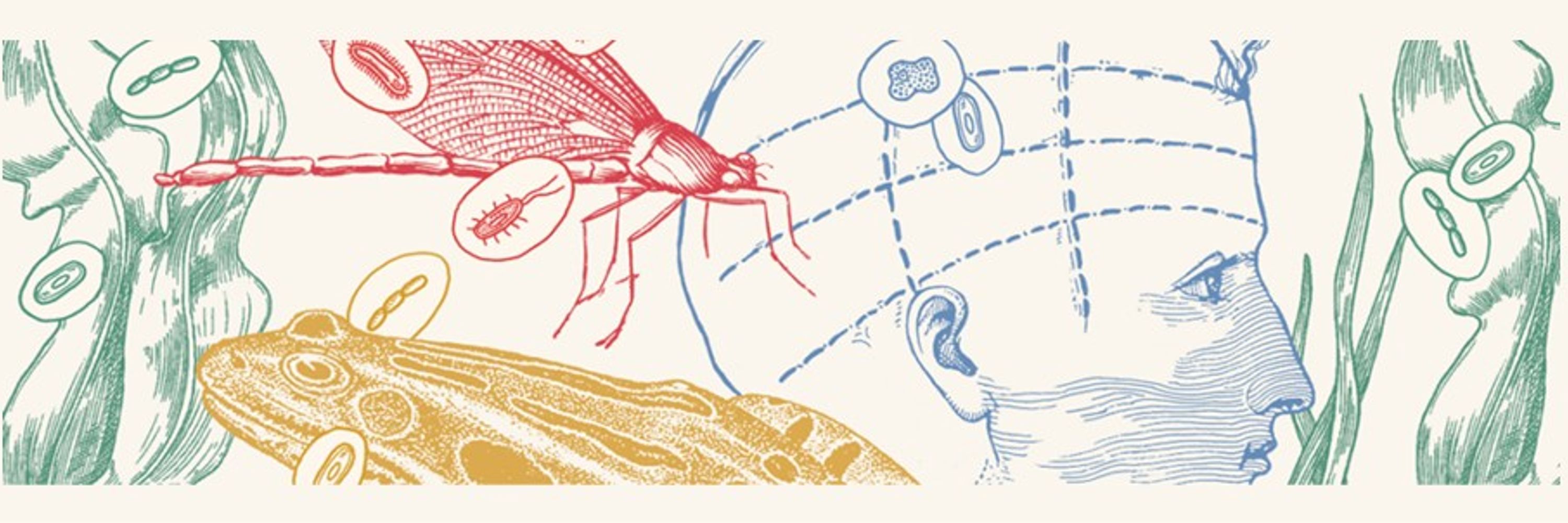 The Symbiosis Courses Alumni Network