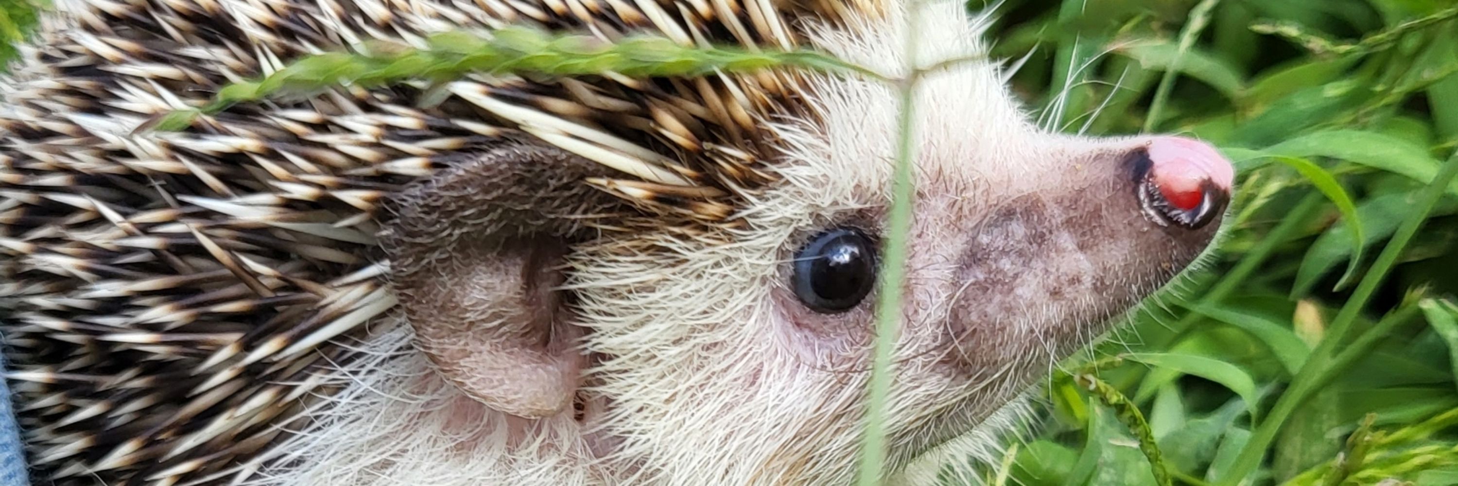 Jessica 🦔