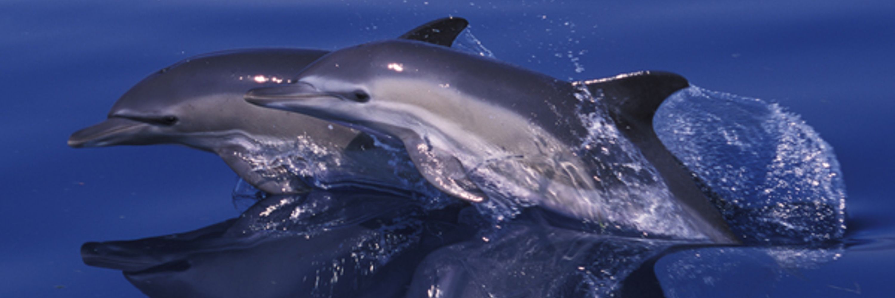 IUCN Cetacean Specialist Group