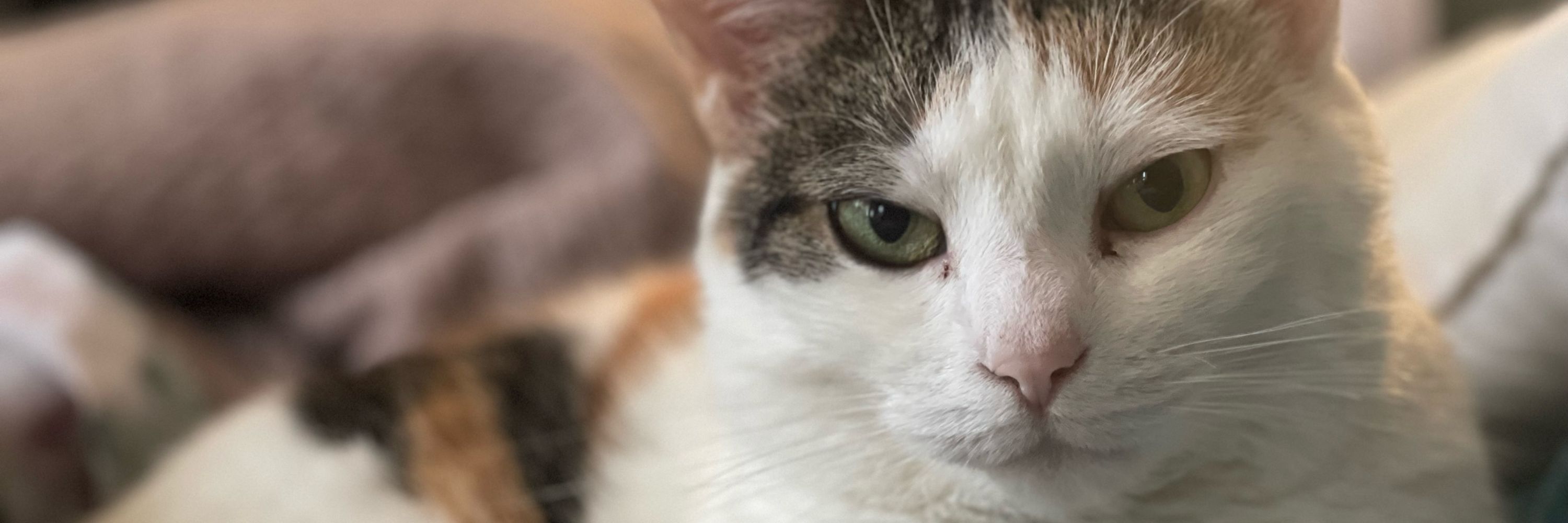 Gooby | 🐈Twitch✨Streamer🐈‍⬛