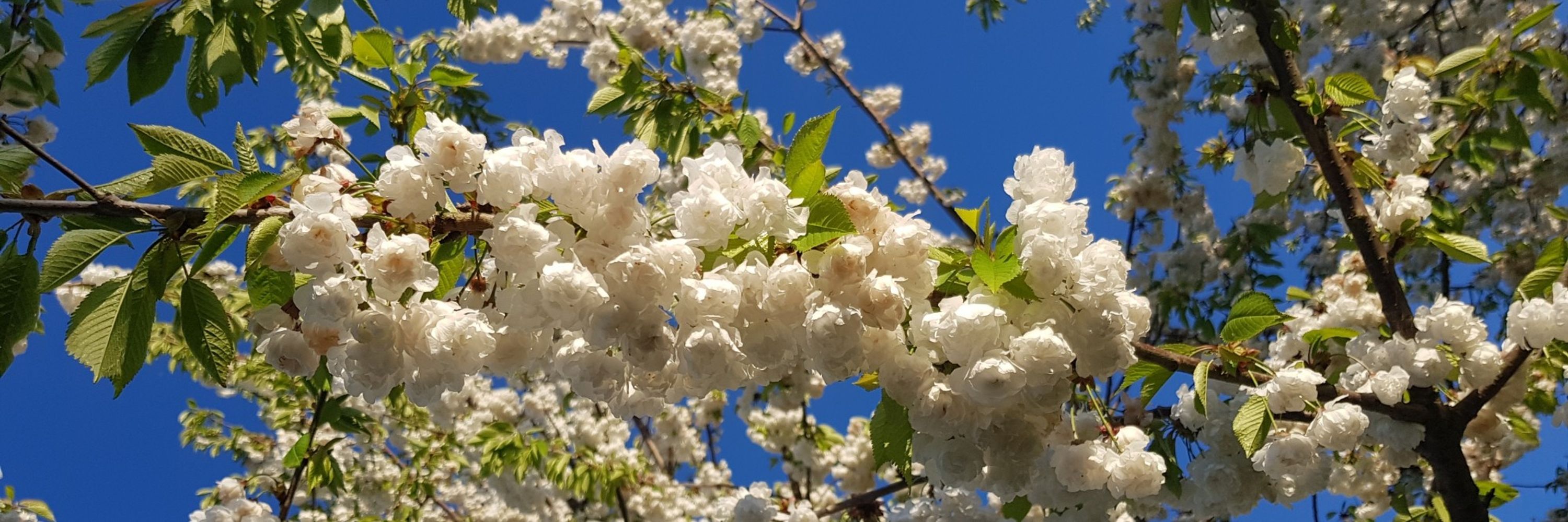 Flodisar