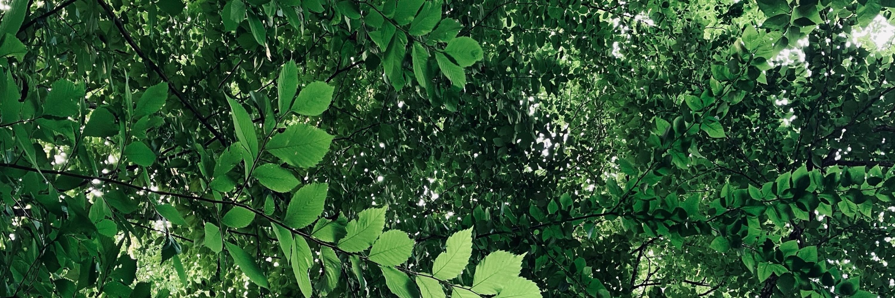 Bhamini