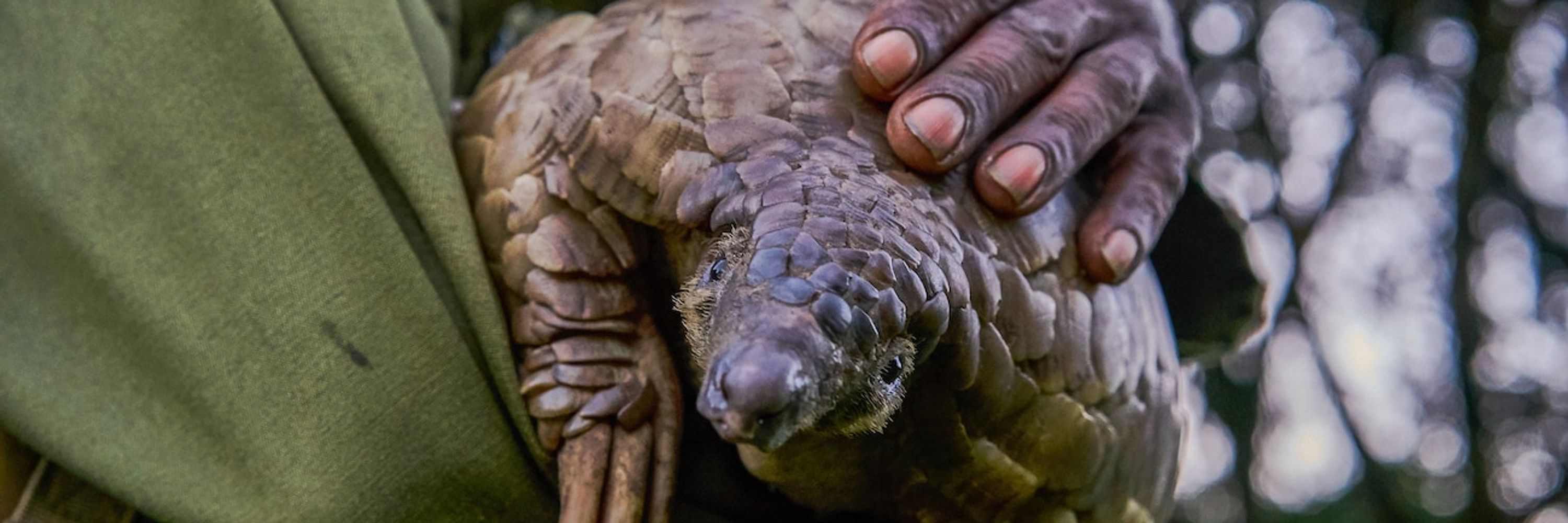 Pangolin Crisis Fund