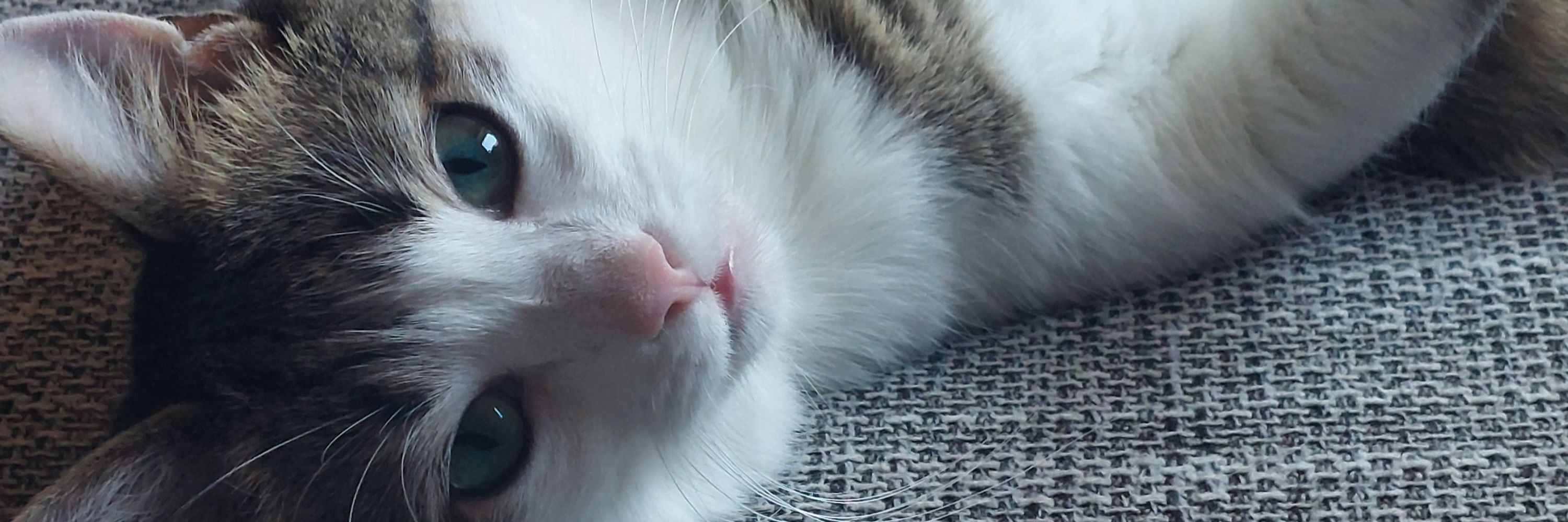 Juno_Cat