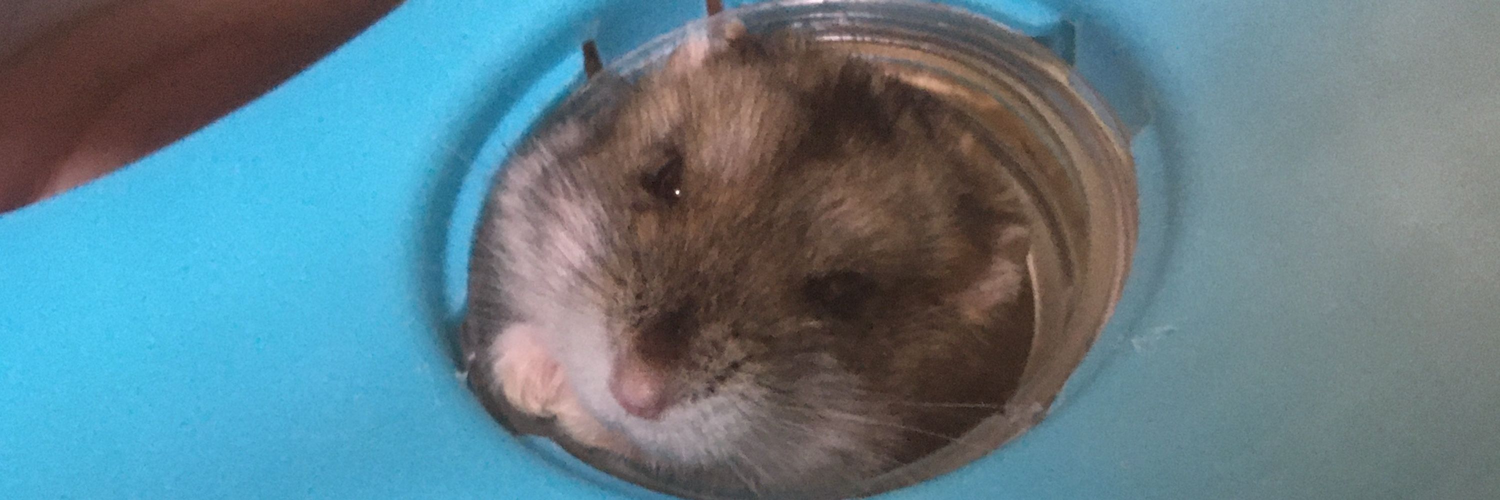 ノズル