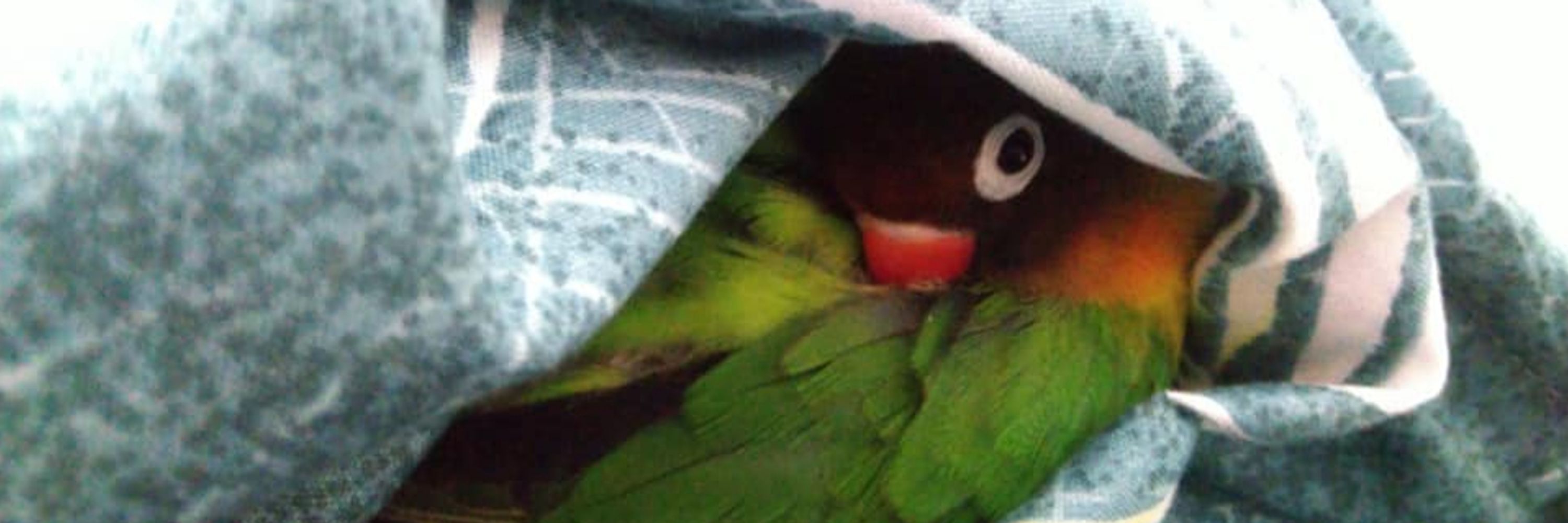 Himeko G 🦜