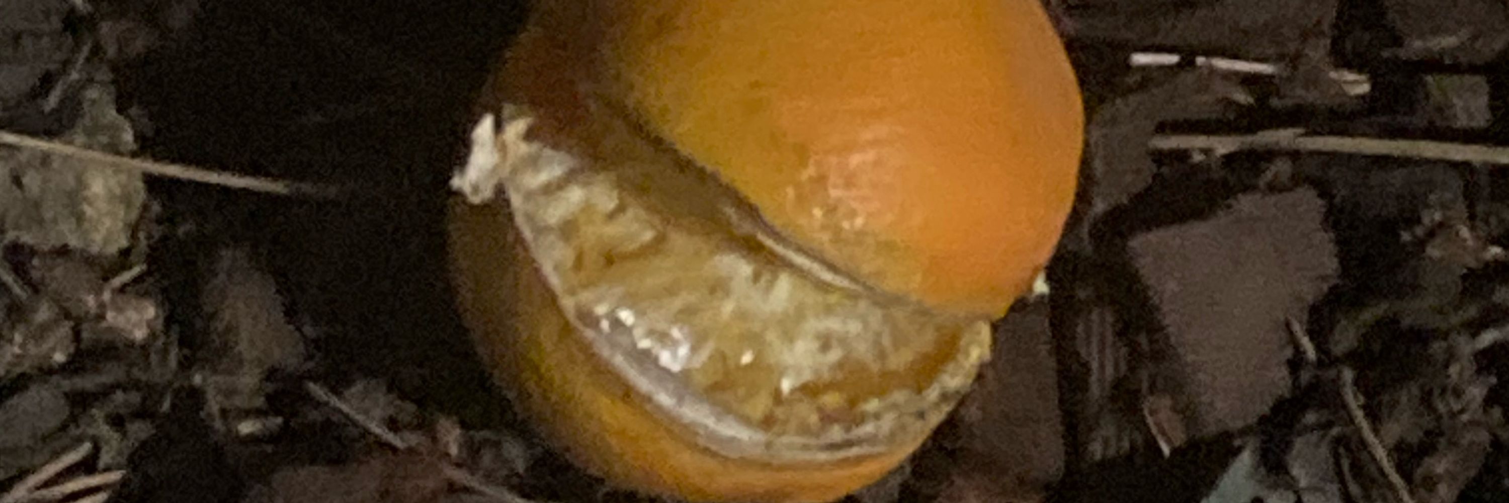 Trixy Mercury