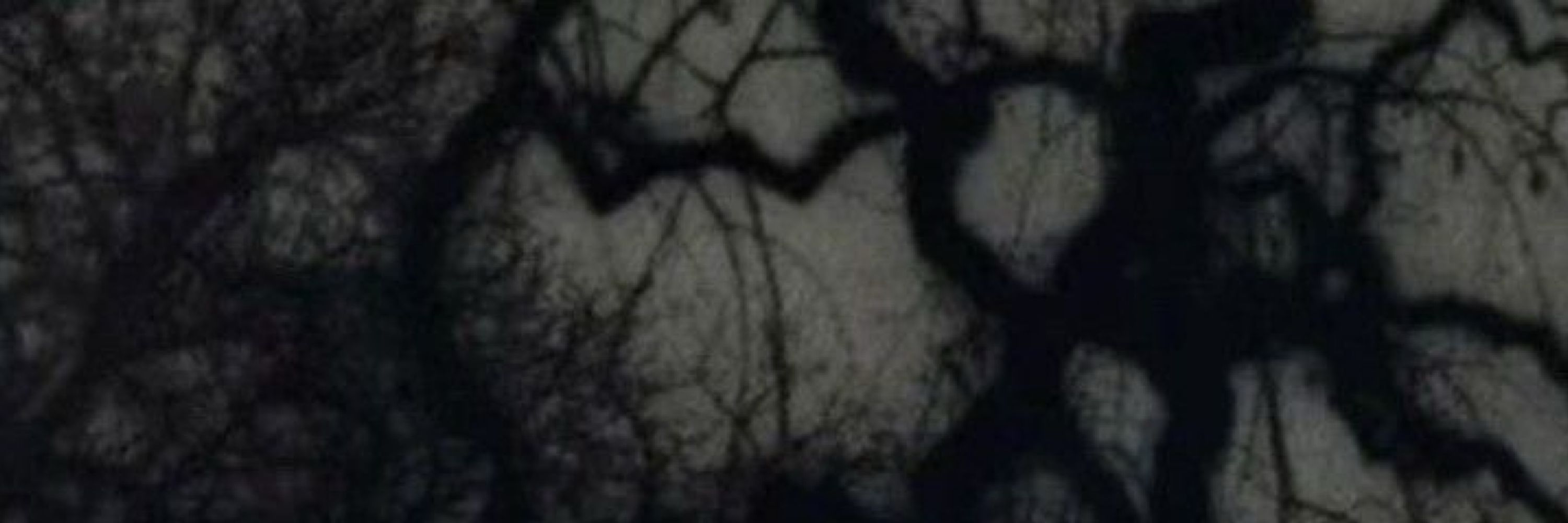🖤