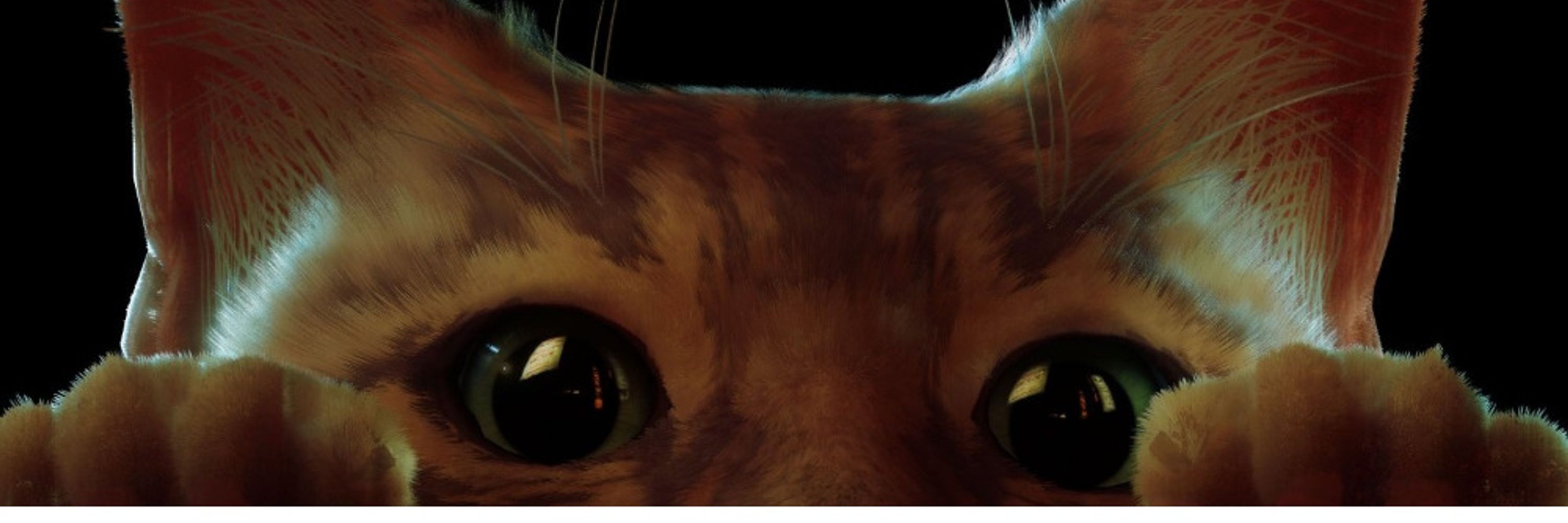 MrDarkpurr