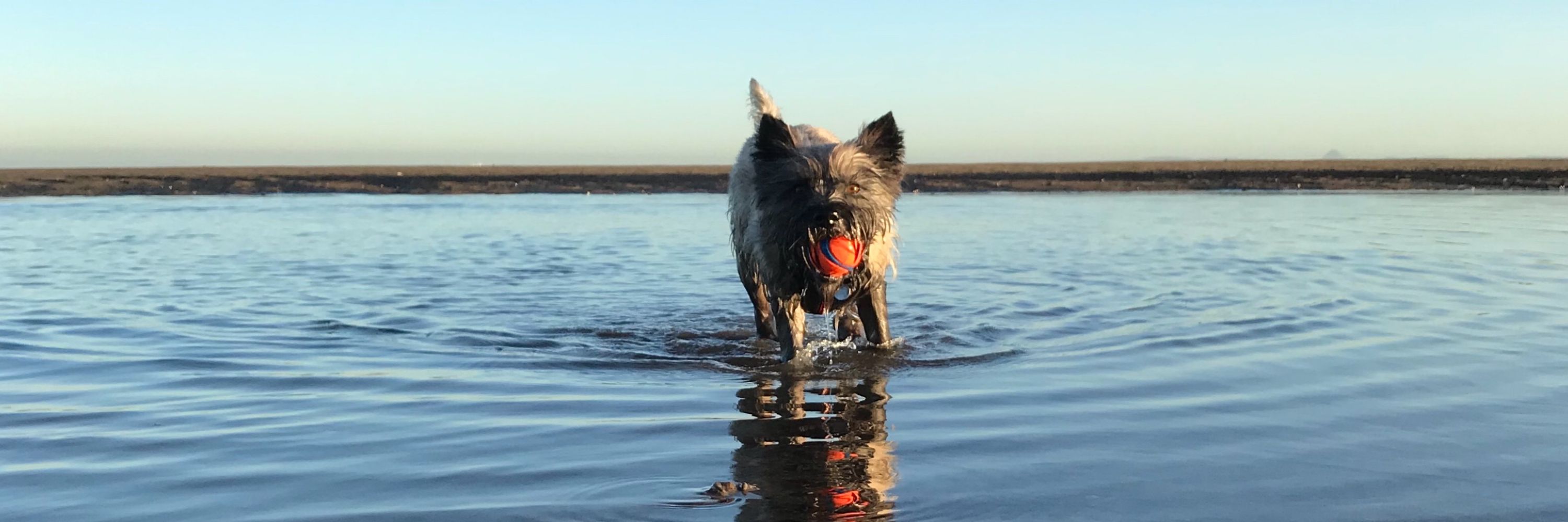 🐾 Murray 🐾