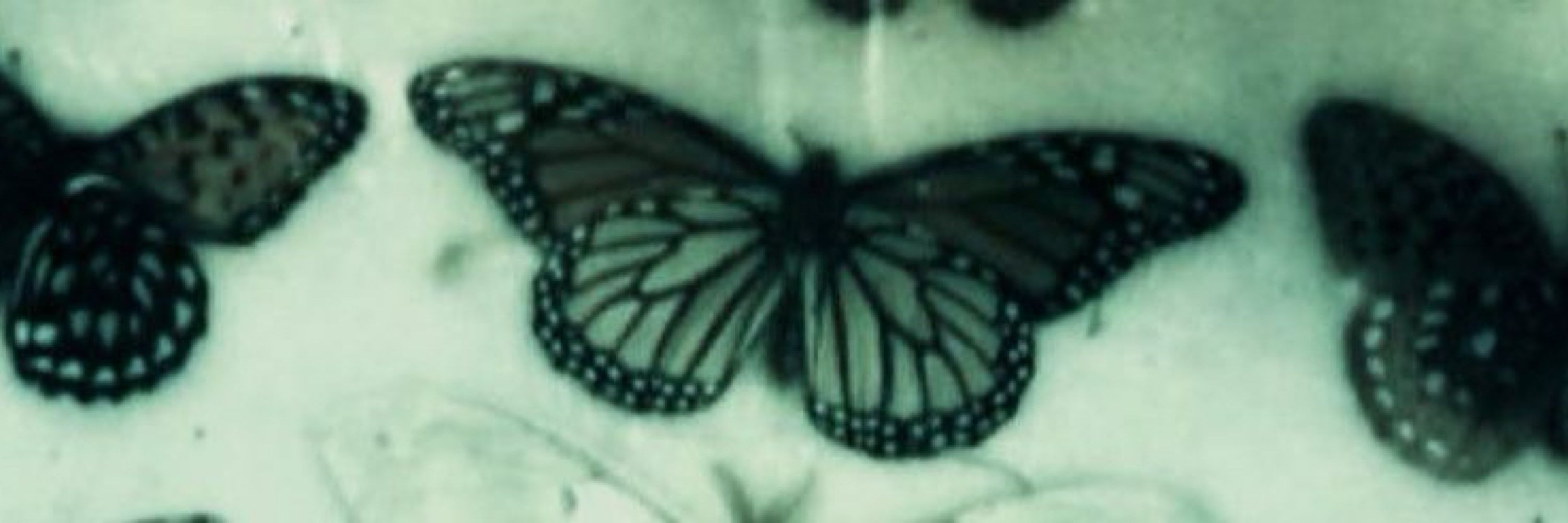 Kit🦋