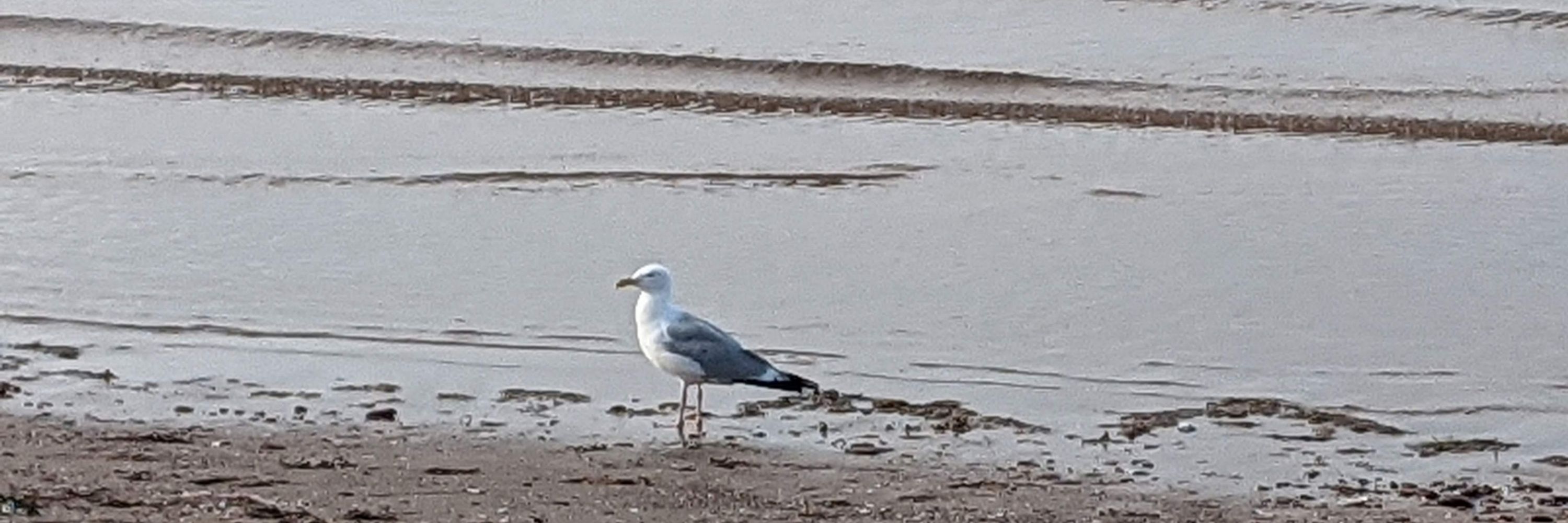Salty Butch Beach Chicken
