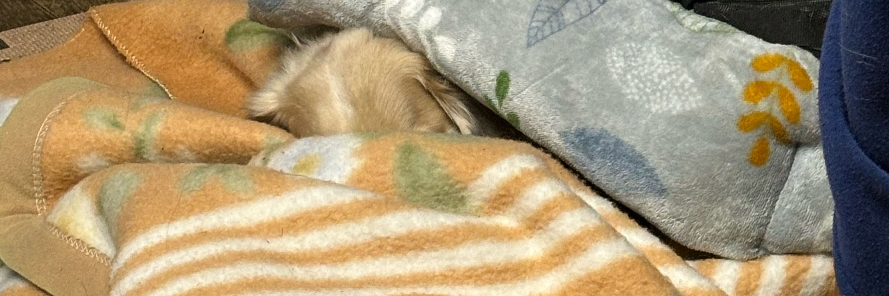 サカナ🐟