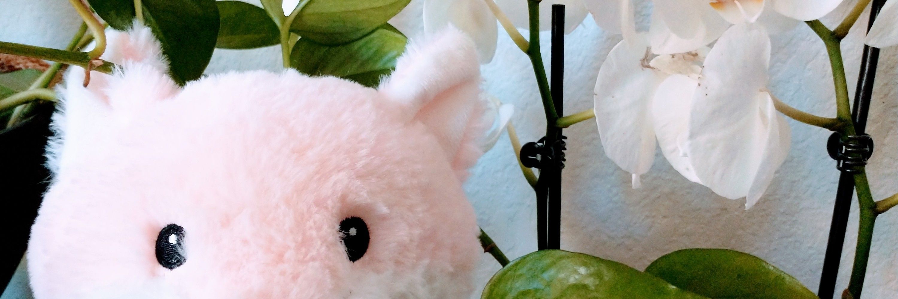 Zefox 🌸🌿