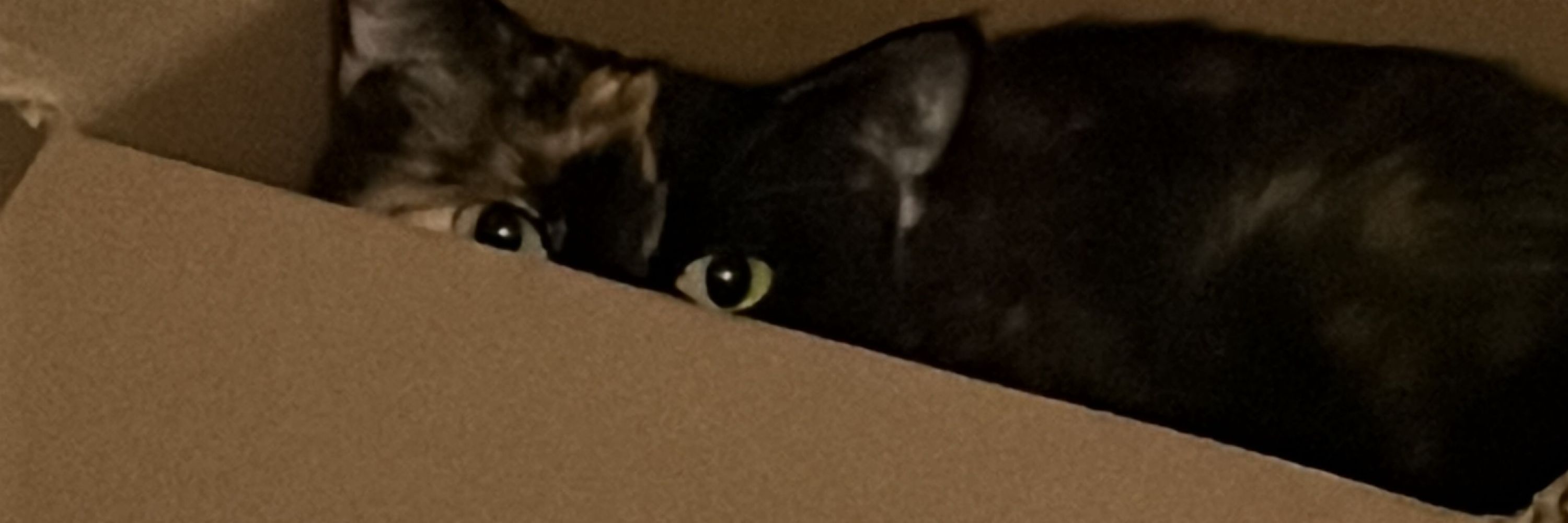 Ezi