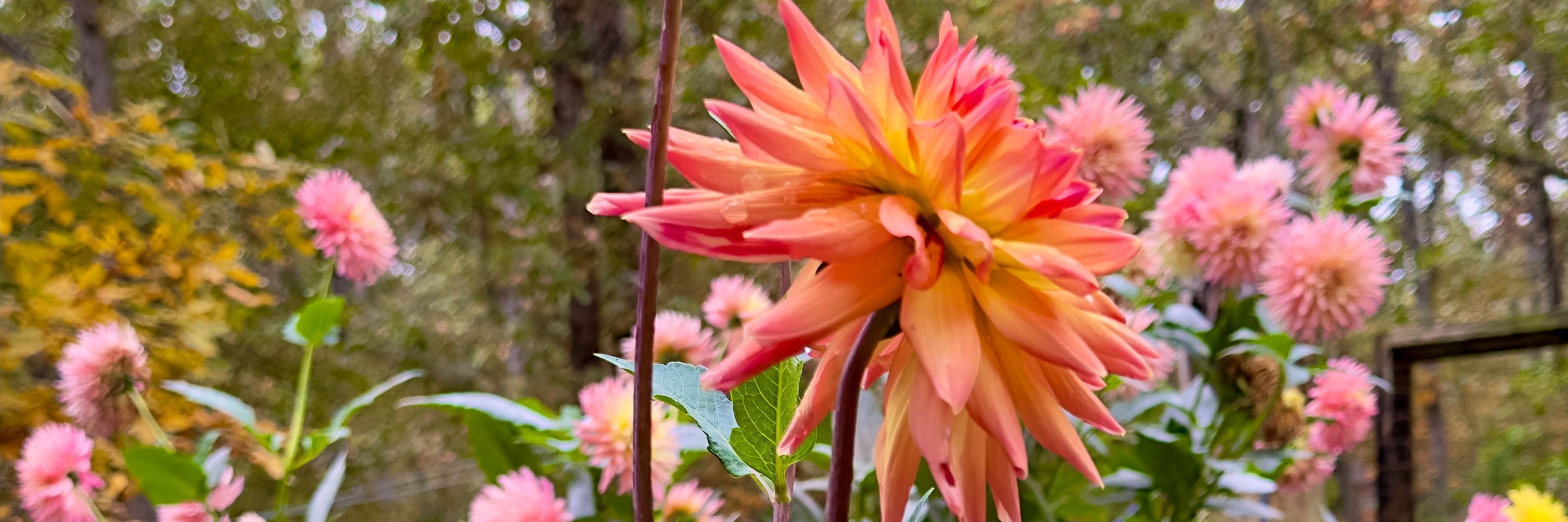 Wandering Dahlias