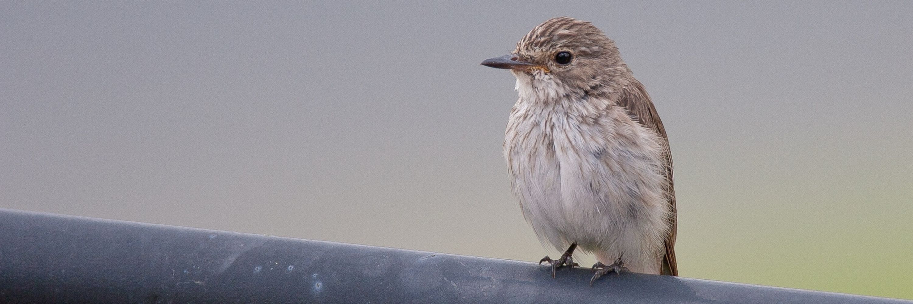 Spotted Flycatcher