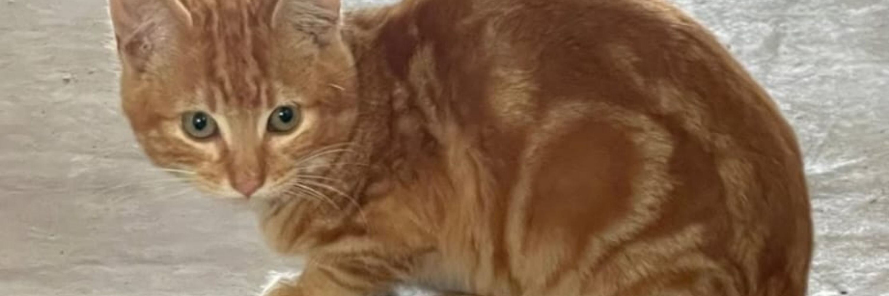 Sos Animales Cuéllar