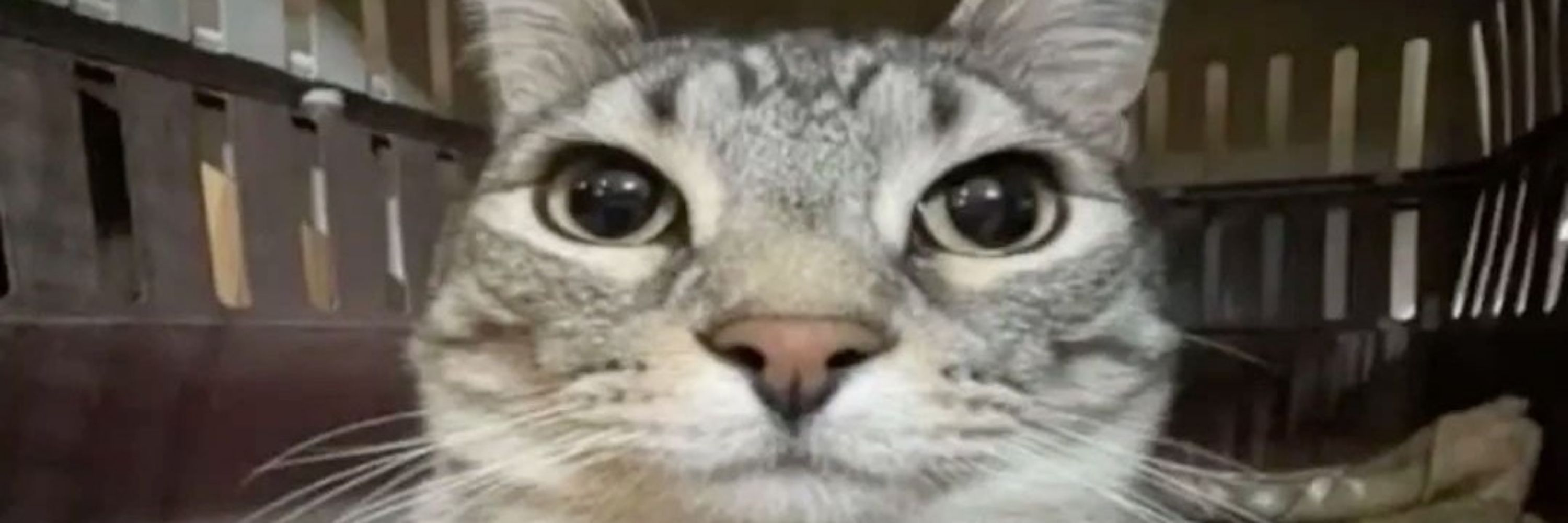 Melon