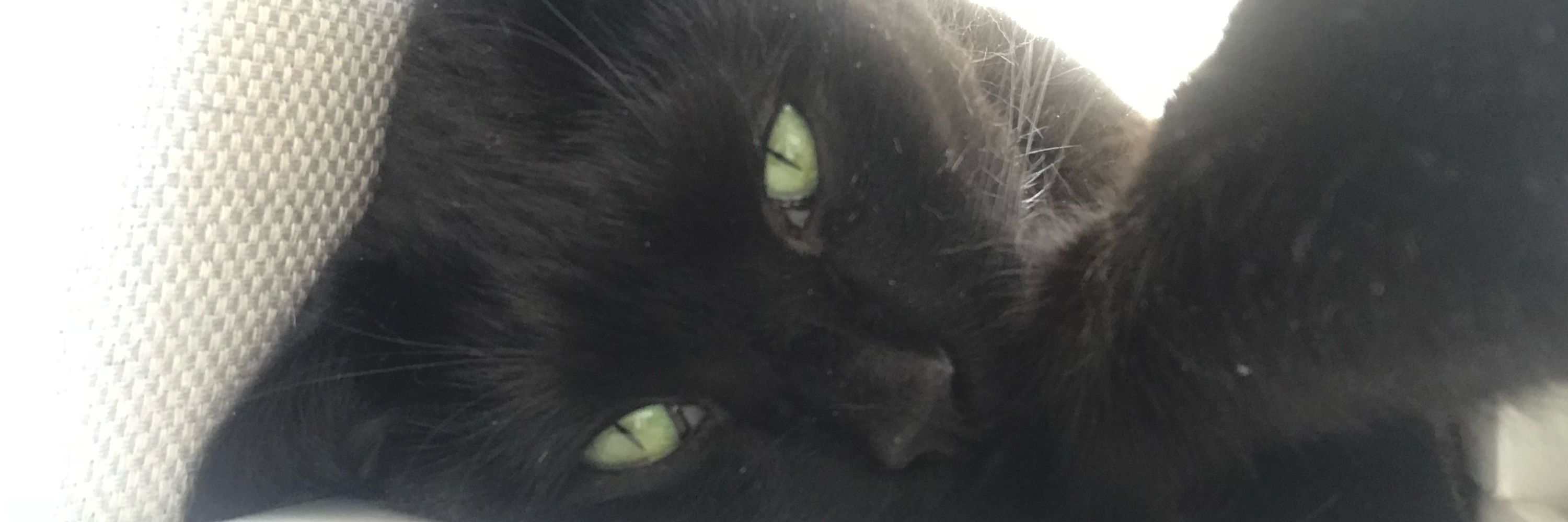 Gina