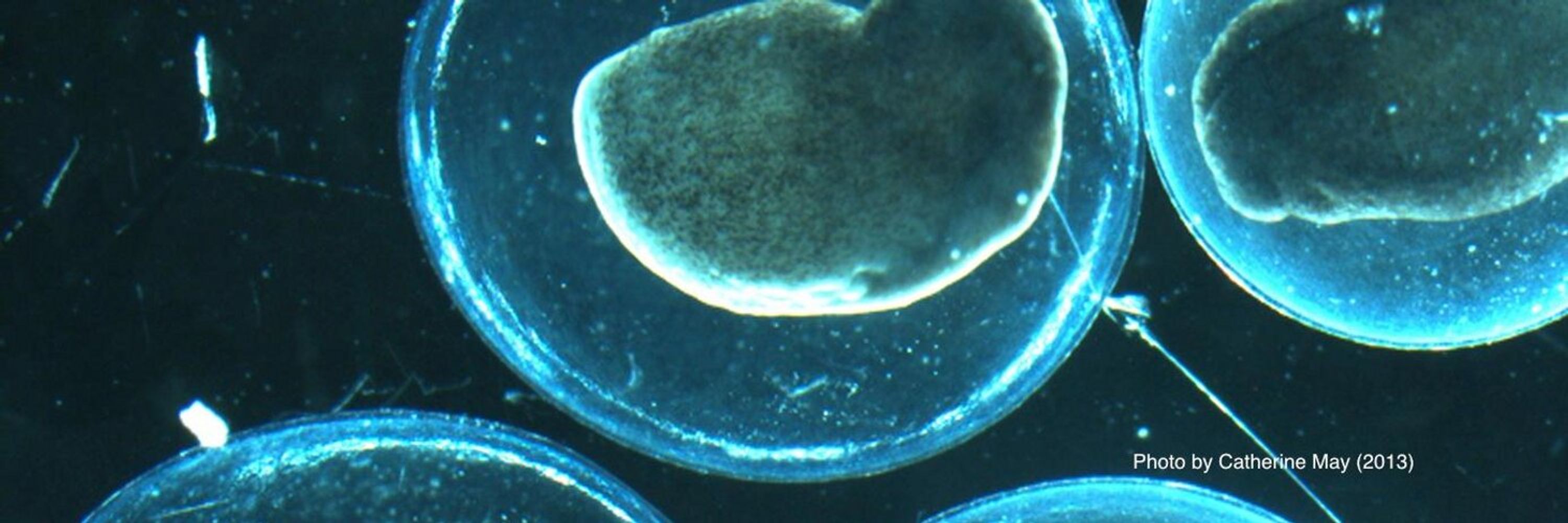Embryo Project