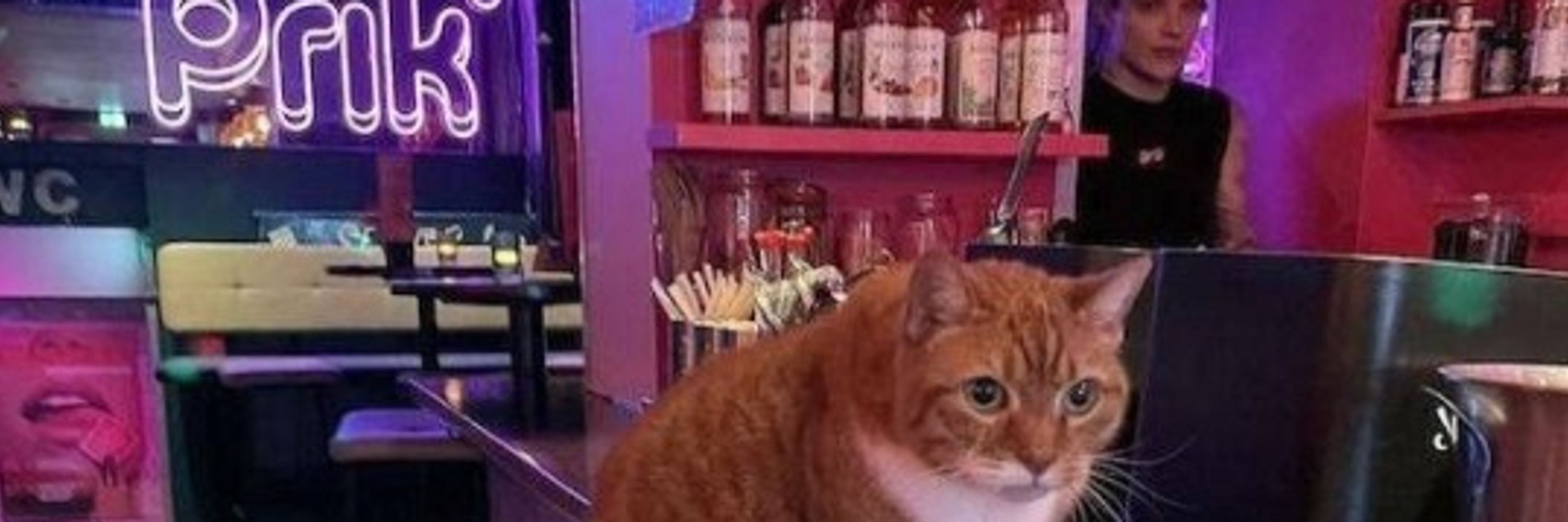 Catmandux 🔜 FWA | AC