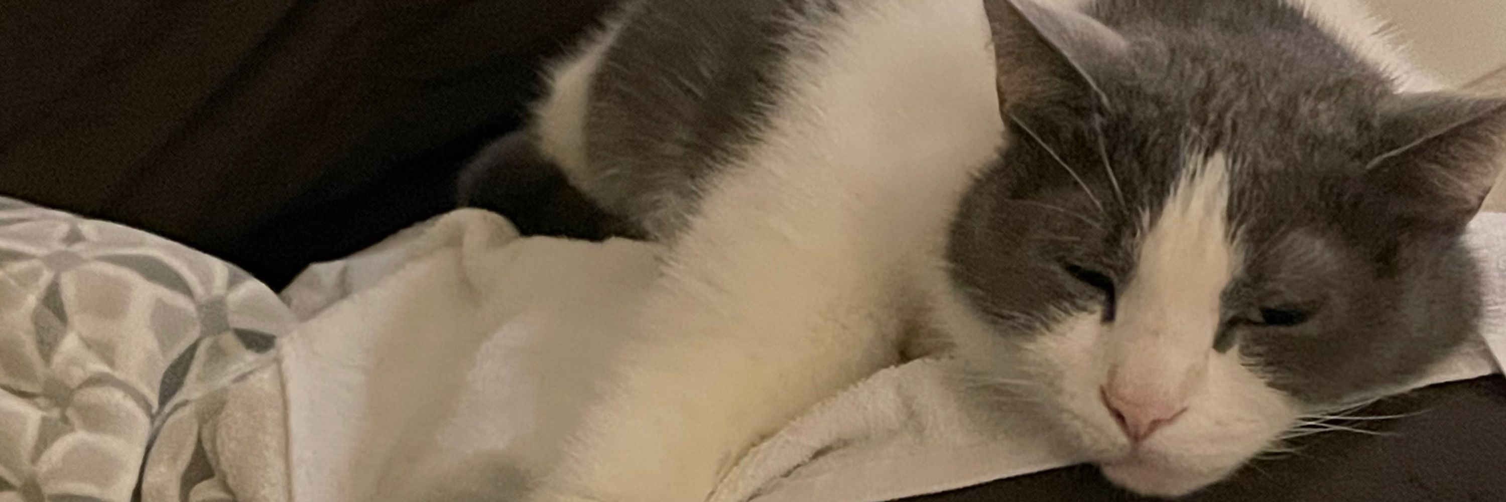 Louiecat💜