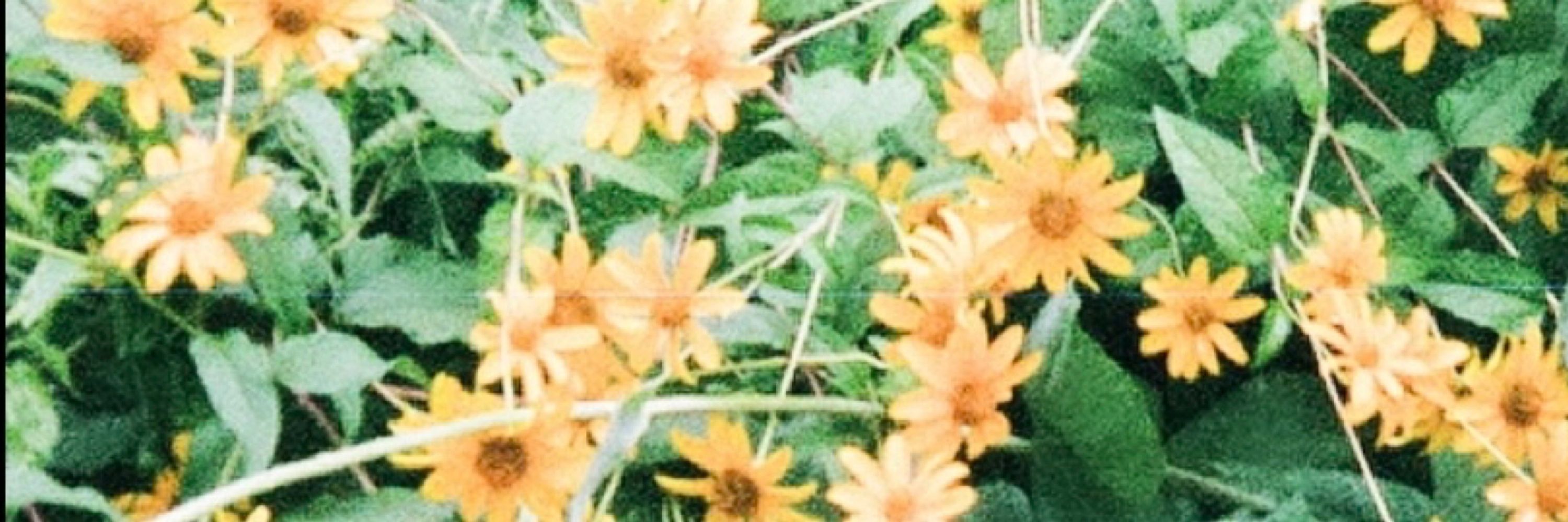 kirraril