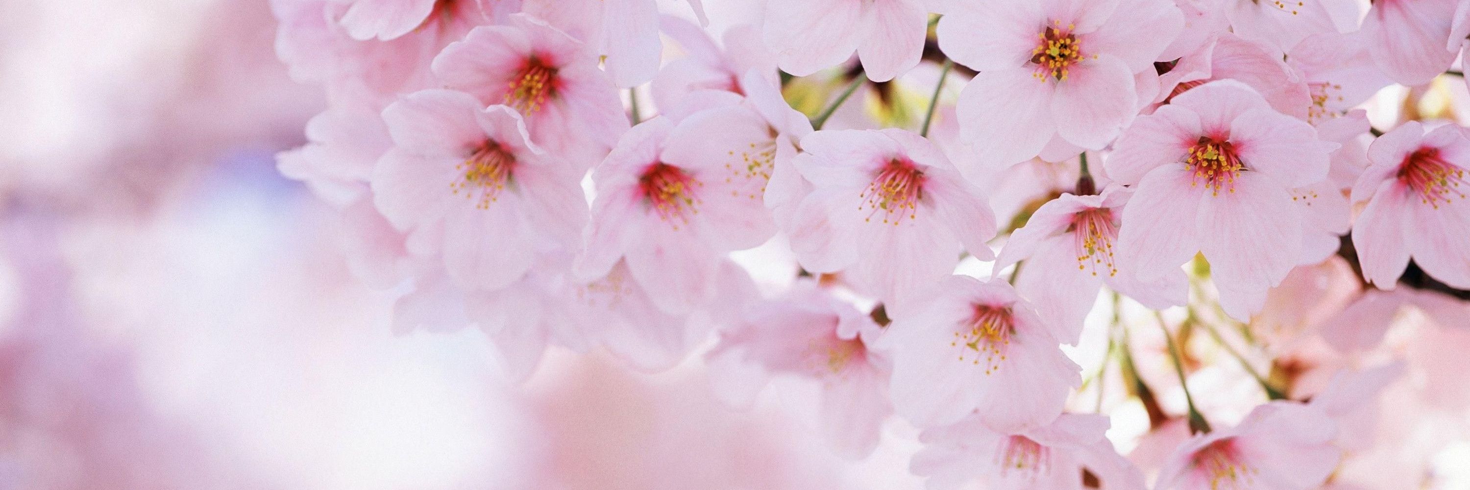 🌸