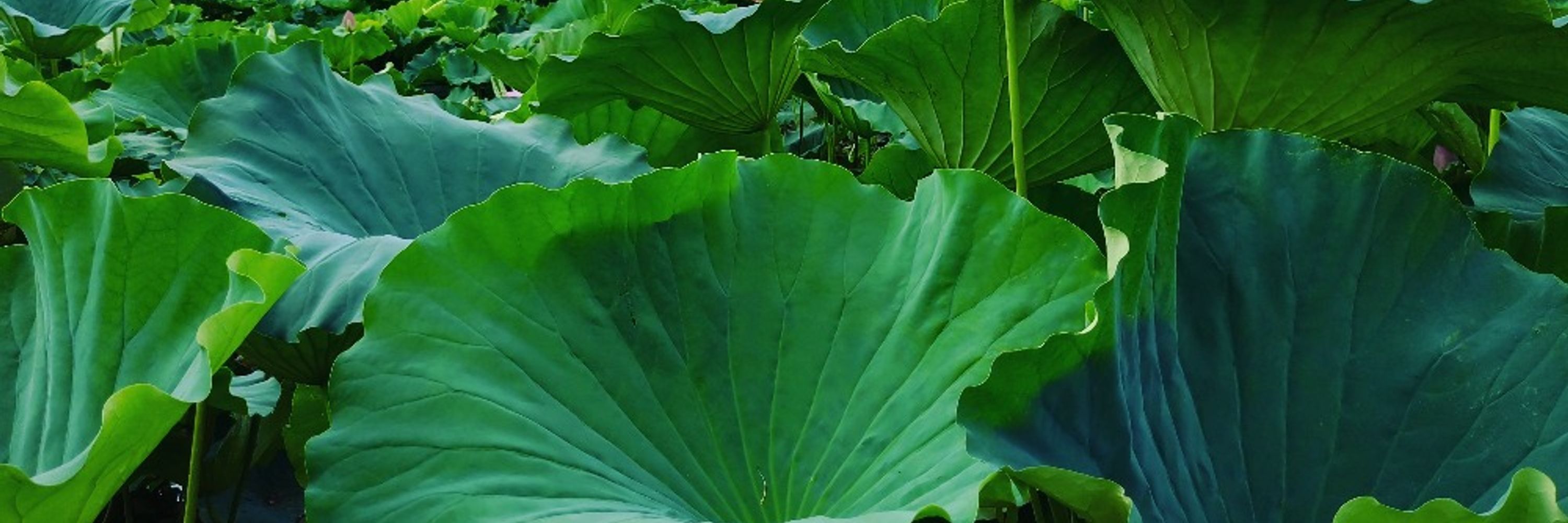 高村