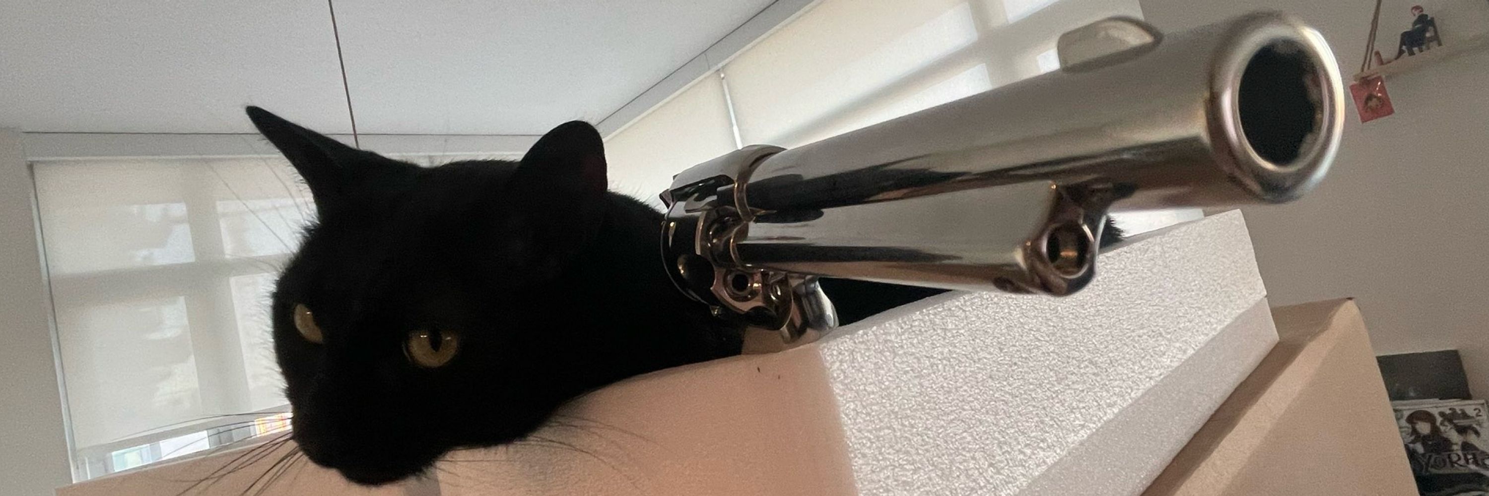 gatinha mavis do pici