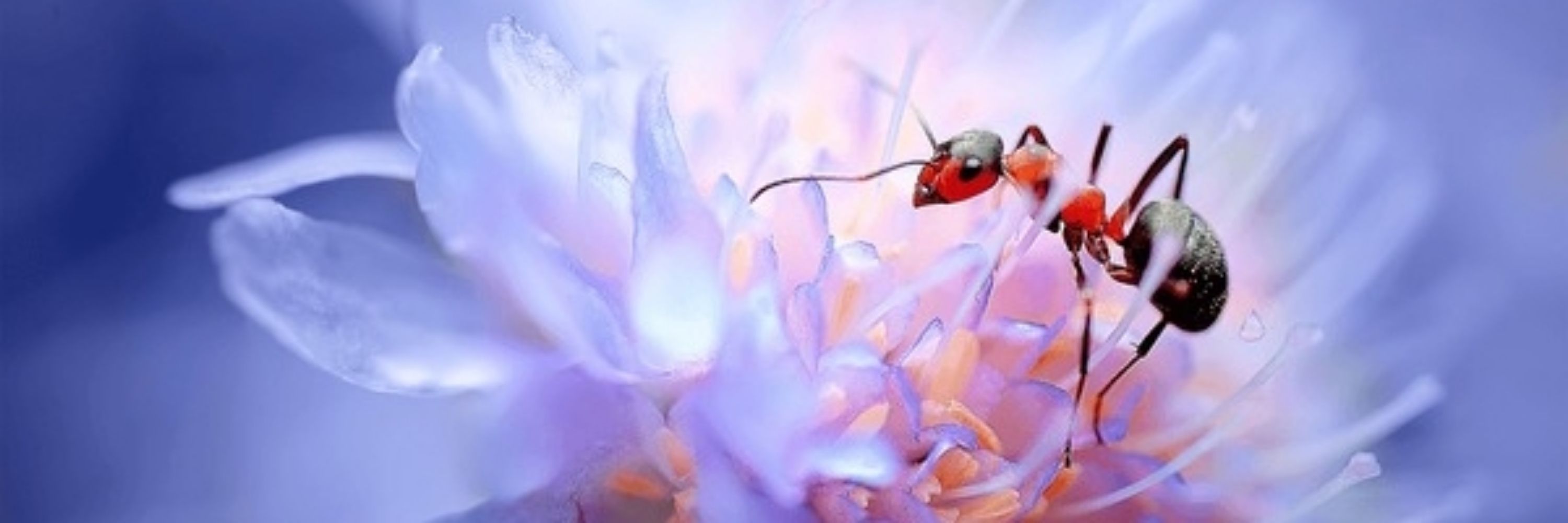 Pixel Formicidae
