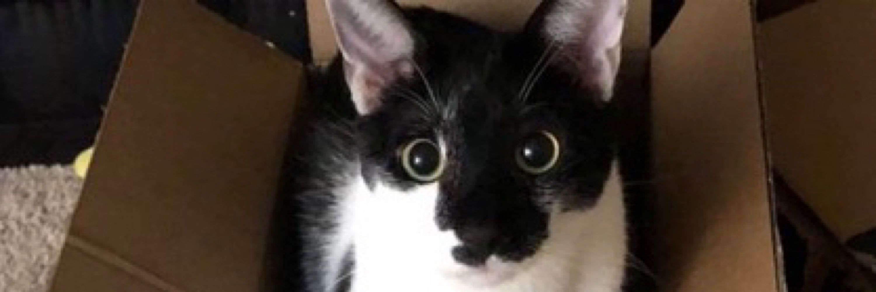 Bastet8300