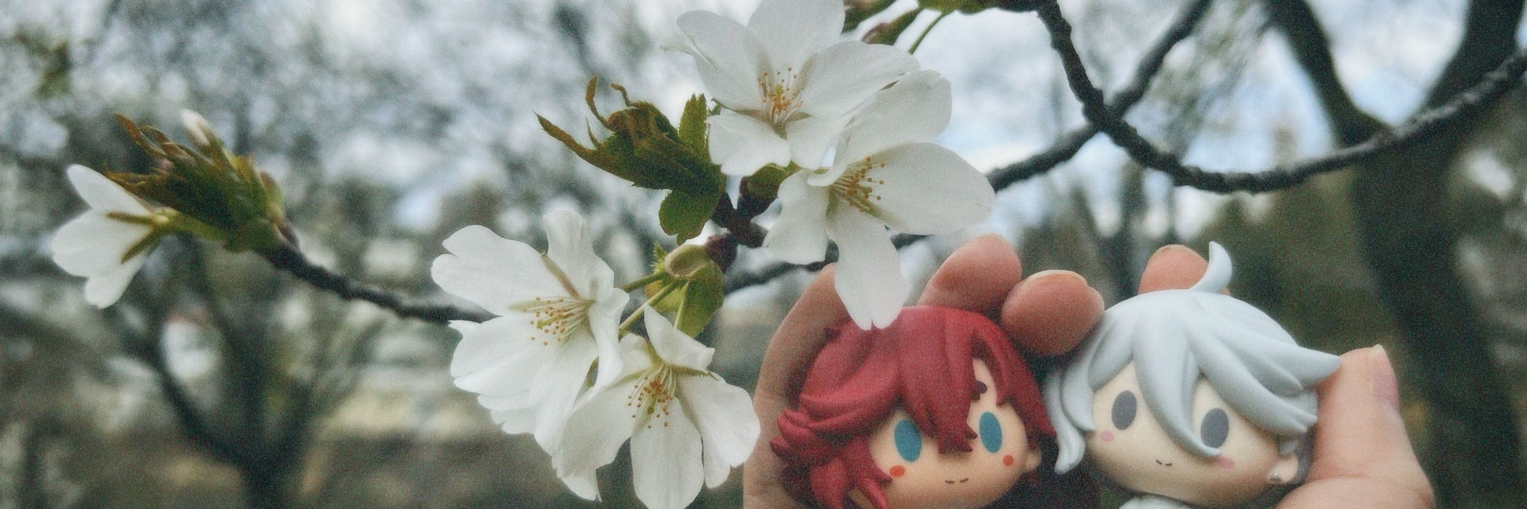 カエデ🍁