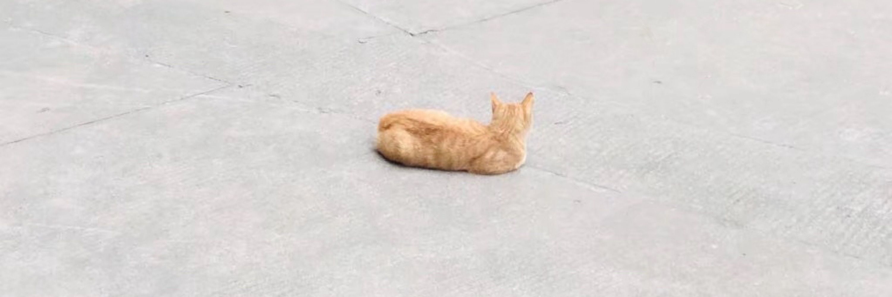 苏小白