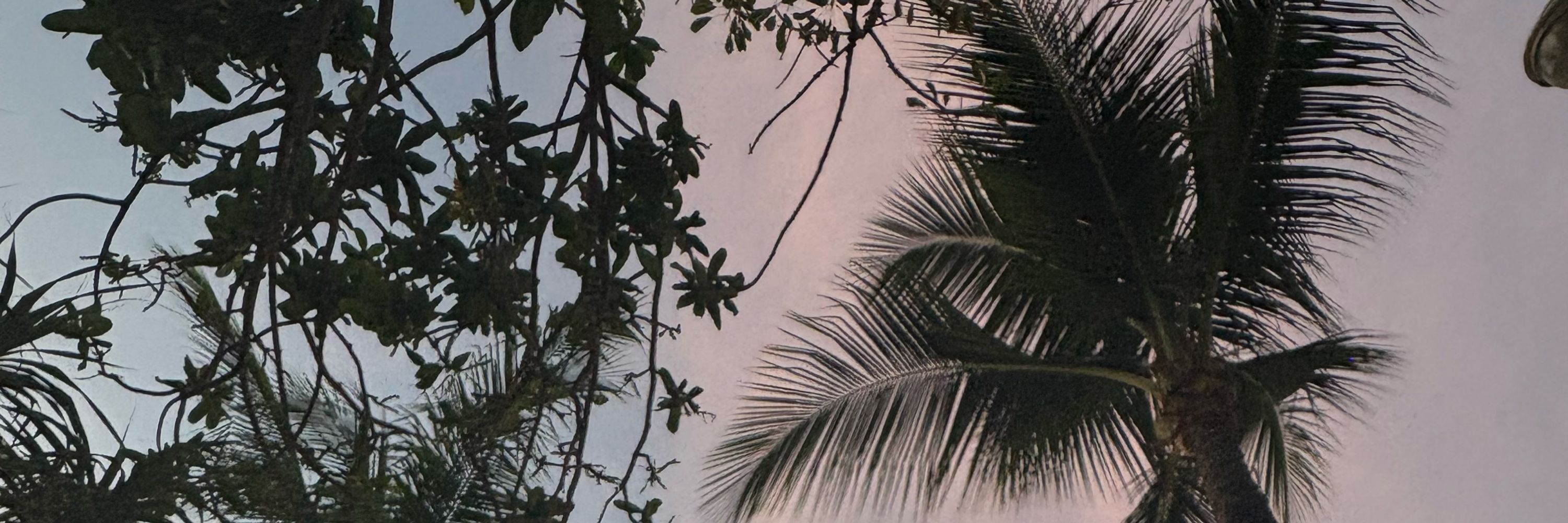 El 🌸