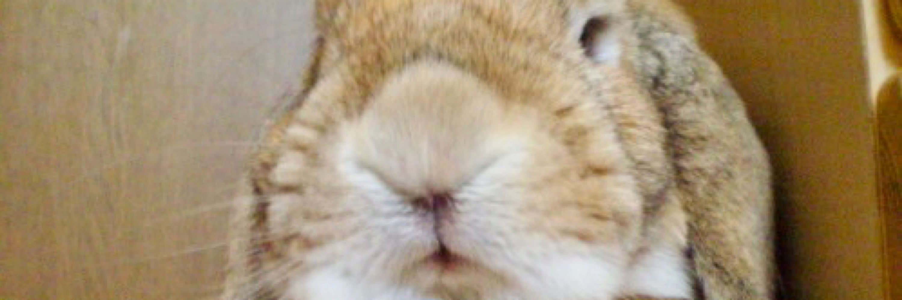 ナオ
