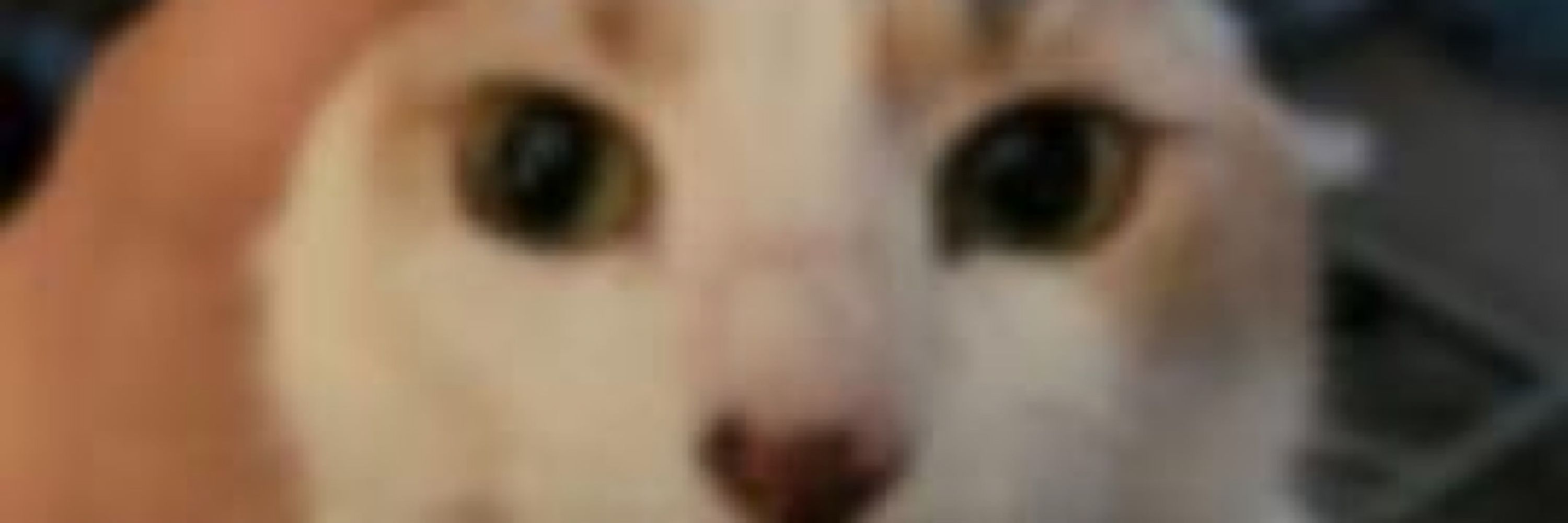 Possombee