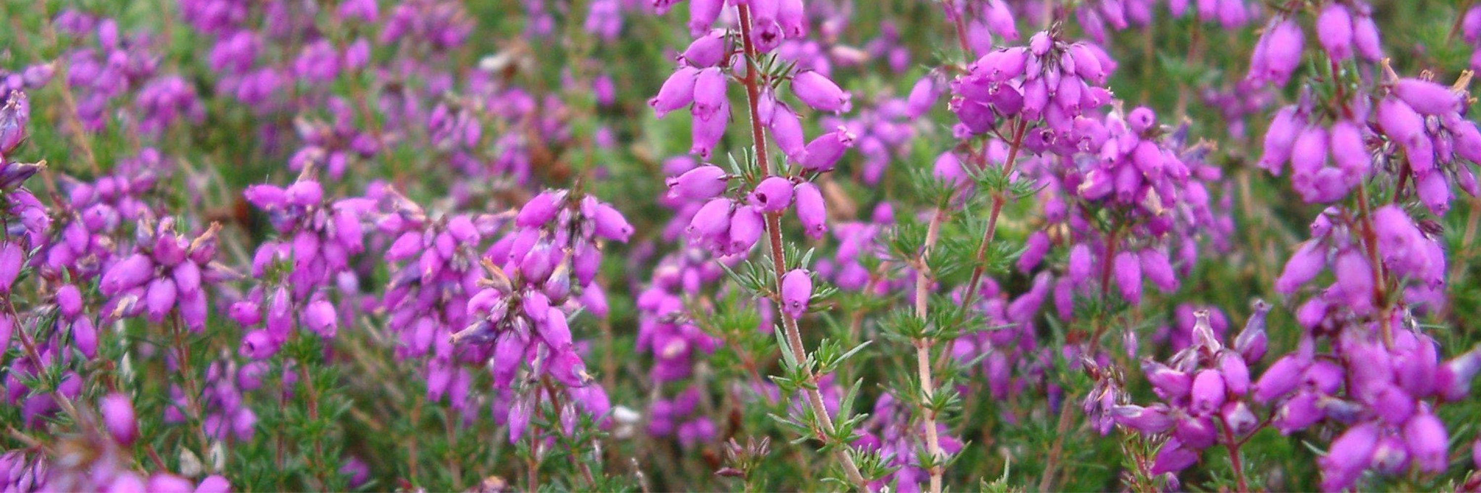 Heather