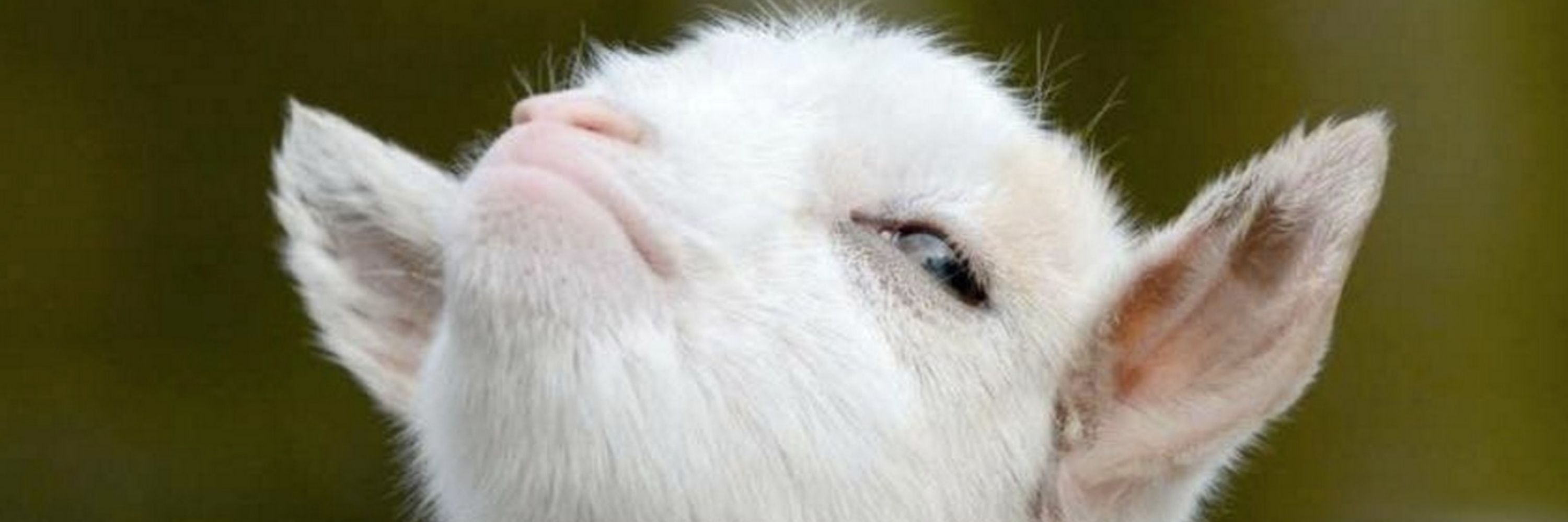 Stubborn-Old-Goat